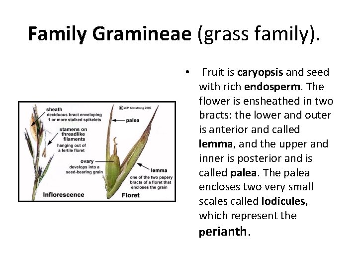 Family Gramineae (grass family). • Fruit is caryopsis and seed with rich endosperm. The