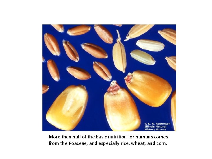 More than half of the basic nutrition for humans comes from the Poaceae, and