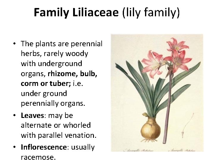 Family Liliaceae (lily family) • The plants are perennial herbs, rarely woody with underground