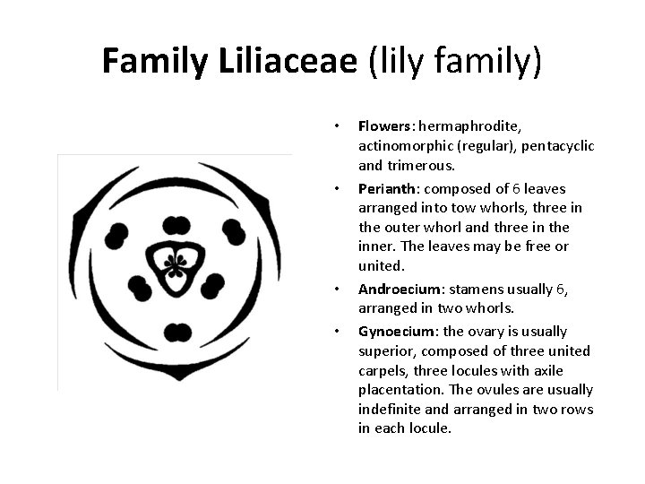 Family Liliaceae (lily family) • • Flowers: hermaphrodite, actinomorphic (regular), pentacyclic and trimerous. Perianth: