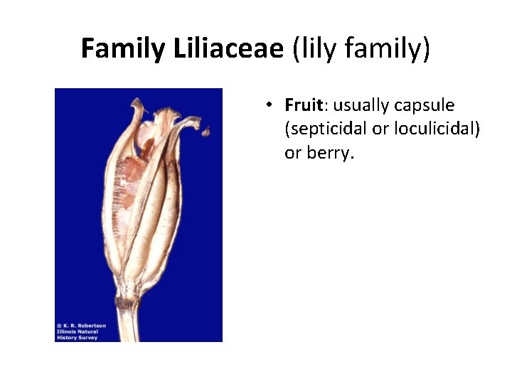 Family Liliaceae (lily family) • Fruit: usually capsule (septicidal or loculicidal) or berry. 