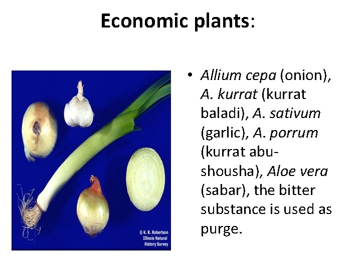  Economic plants: • Allium cepa (onion), A. kurrat (kurrat baladi), A. sativum (garlic),