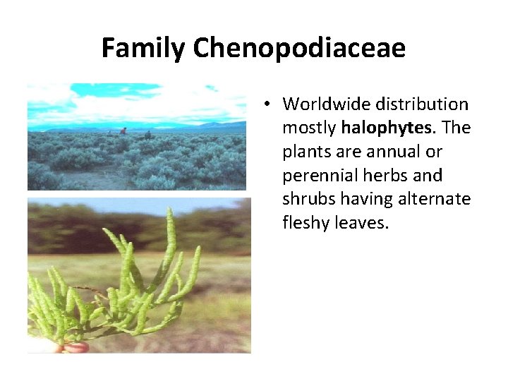 Family Chenopodiaceae • Worldwide distribution mostly halophytes. The plants are annual or perennial herbs