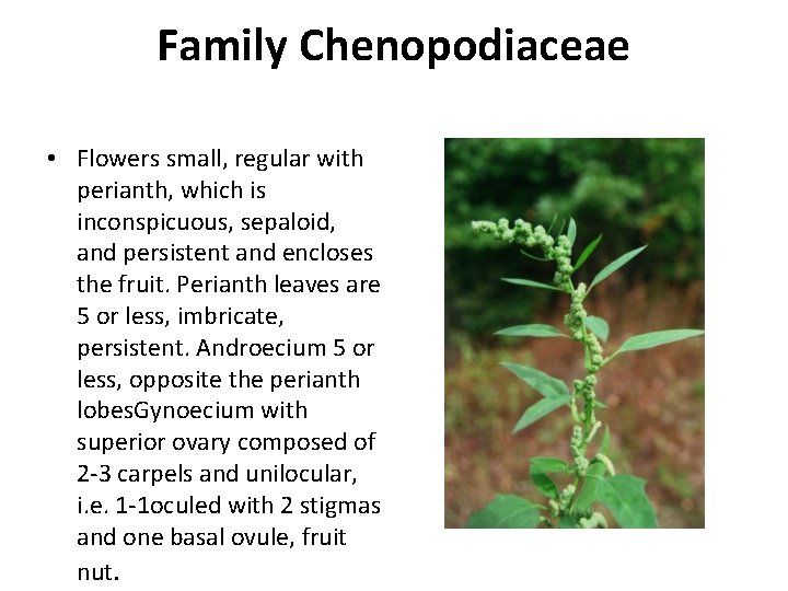 Family Chenopodiaceae • Flowers small, regular with perianth, which is inconspicuous, sepaloid, and persistent