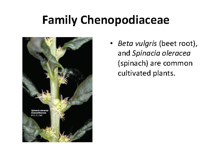 Family Chenopodiaceae • Beta vulgris (beet root), and Spinacia oleracea (spinach) are common cultivated