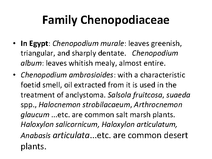 Family Chenopodiaceae • In Egypt: Chenopodium murale: leaves greenish, triangular, and sharply dentate. Chenopodium
