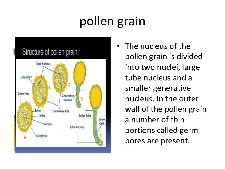 pollen grain • The nucleus of the pollen grain is divided into two nuclei,