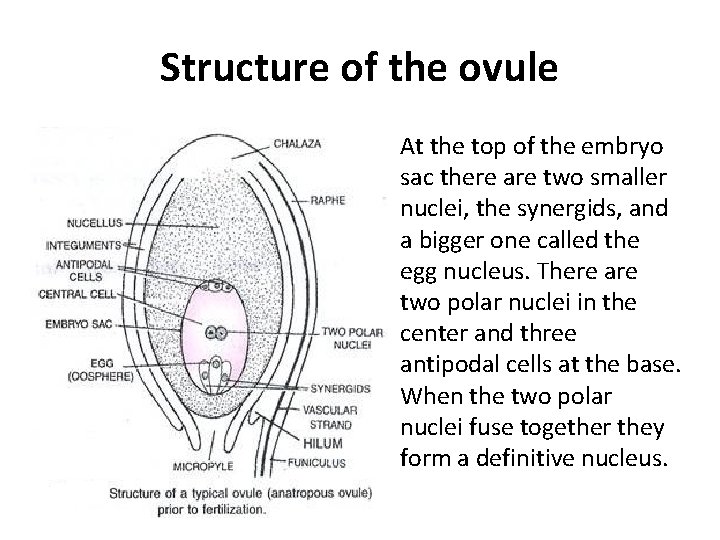 Structure of the ovule • At the top of the embryo sac there are