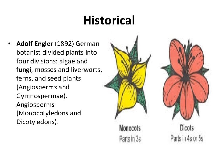 Historical • Adolf Engler (1892) German botanist divided plants into four divisions: algae and