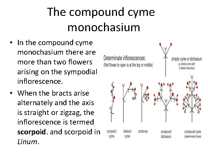 The compound cyme monochasium • In the compound cyme monochasium there are more than