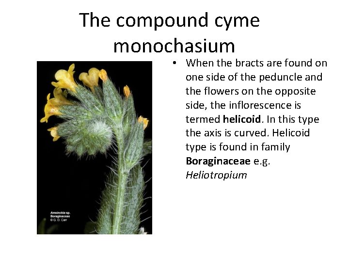 The compound cyme monochasium • When the bracts are found on one side of
