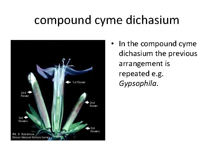 compound cyme dichasium • In the compound cyme dichasium the previous arrangement is repeated