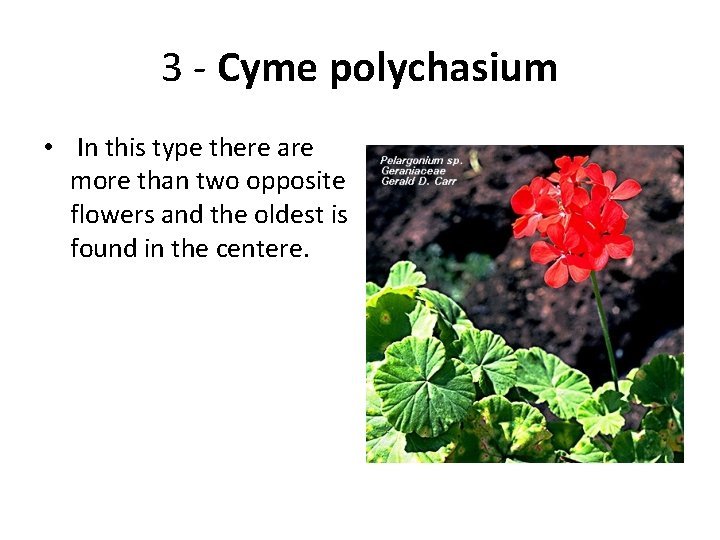 3 - Cyme polychasium • In this type there are more than two opposite