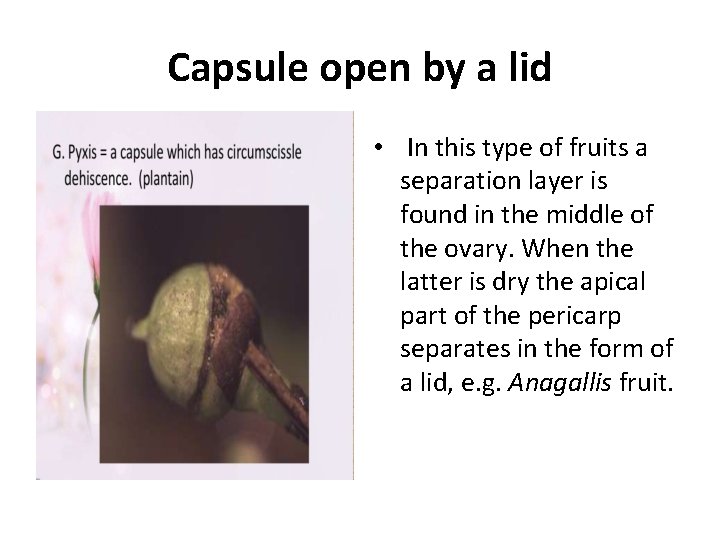 Capsule open by a lid • In this type of fruits a separation layer