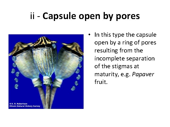 ii - Capsule open by pores • In this type the capsule open by