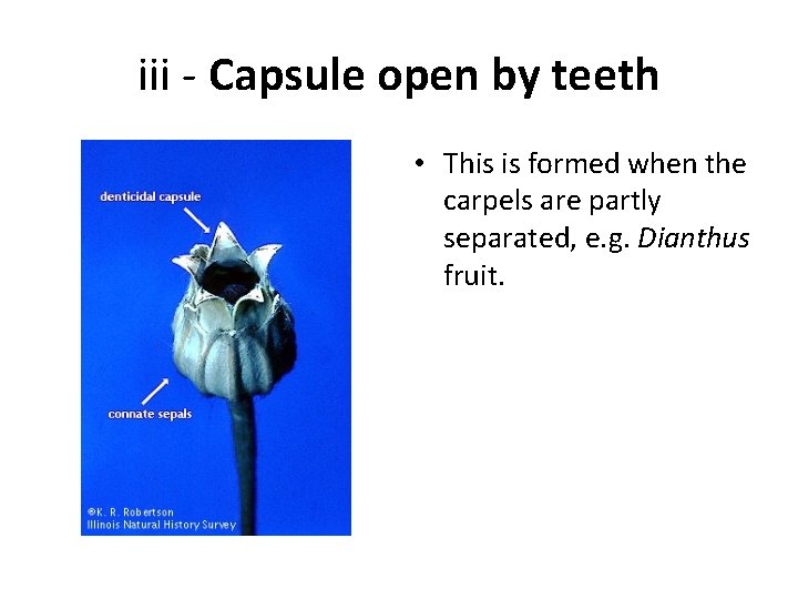iii - Capsule open by teeth • This is formed when the carpels are
