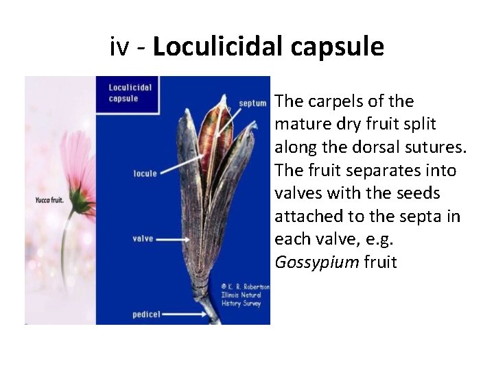 iv - Loculicidal capsule • The carpels of the mature dry fruit split along