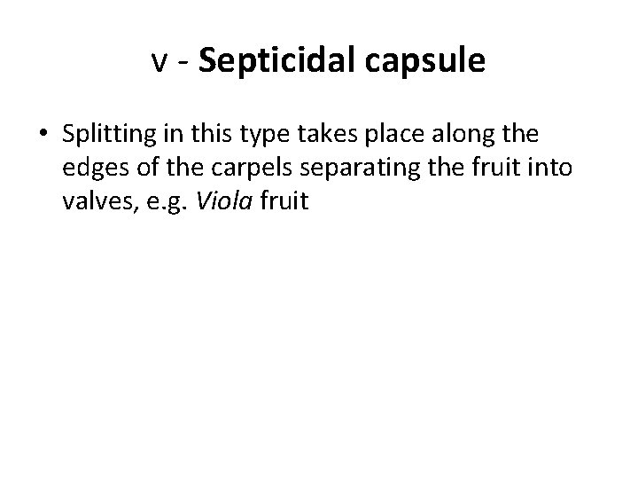 v - Septicidal capsule • Splitting in this type takes place along the edges