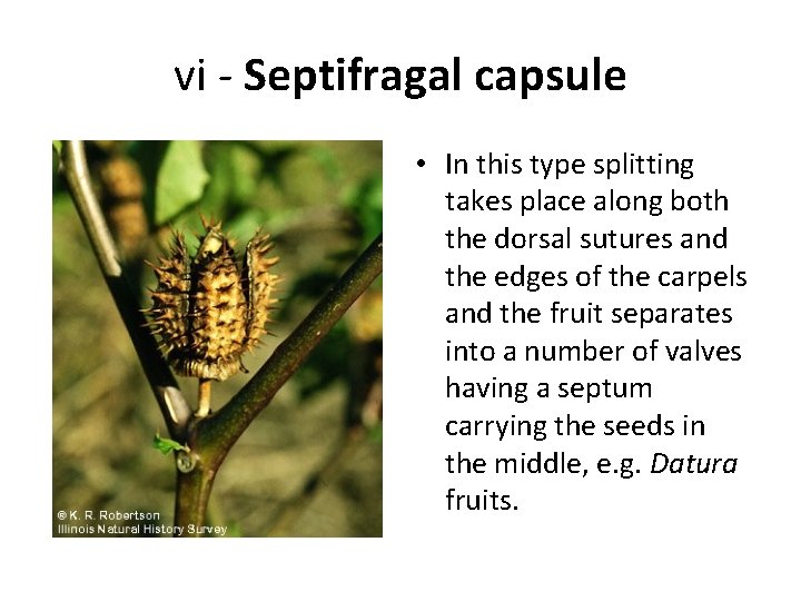 vi - Septifragal capsule • In this type splitting takes place along both the