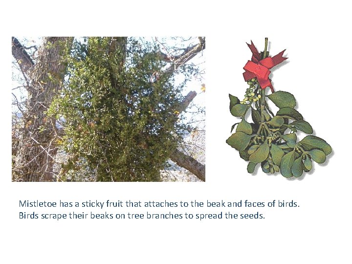 Mistletoe has a sticky fruit that attaches to the beak and faces of birds.