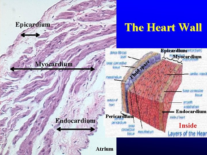 Epicardium The Heart Wall e Myocardium d ui Epicardium Myocardium c pa s Fl Epicardium The Heart Wall e Myocardium d ui Epicardium Myocardium c pa s Fl