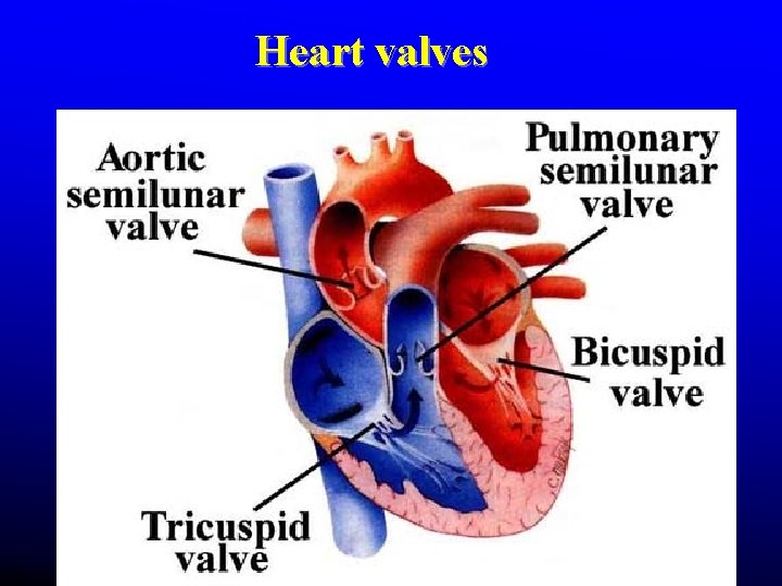 Heart valves Heart valves