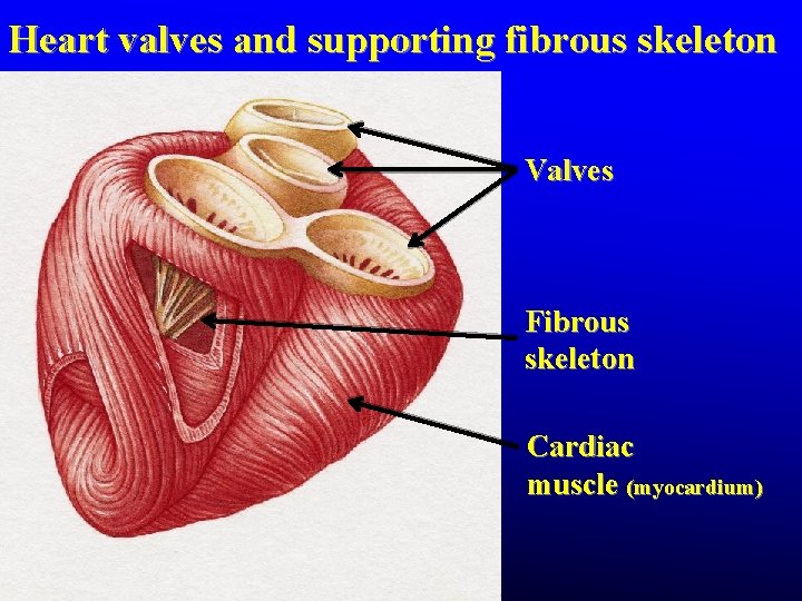 Heart valves and supporting fibrous skeleton Valves Fibrous skeleton Cardiac muscle (myocardium) Heart valves and supporting fibrous skeleton Valves Fibrous skeleton Cardiac muscle (myocardium)
