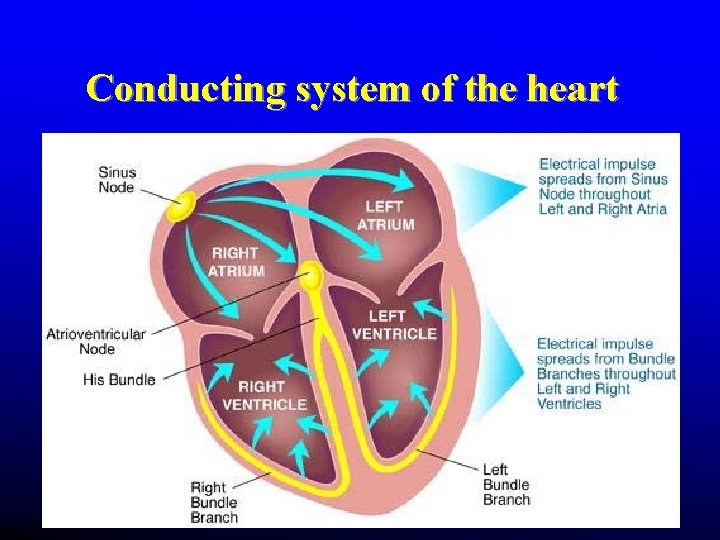 Conducting system of the heart Conducting system of the heart