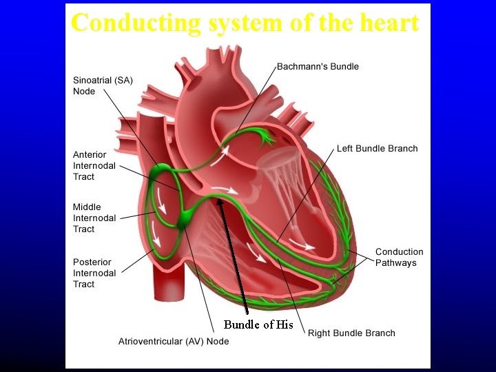 Conducting system of the heart Bundle of His Conducting system of the heart Bundle of His