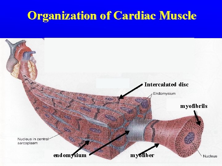 Organization of Cardiac Muscle Intercalated disk disc myofibrils endomysium myofiber Organization of Cardiac Muscle Intercalated disk disc myofibrils endomysium myofiber