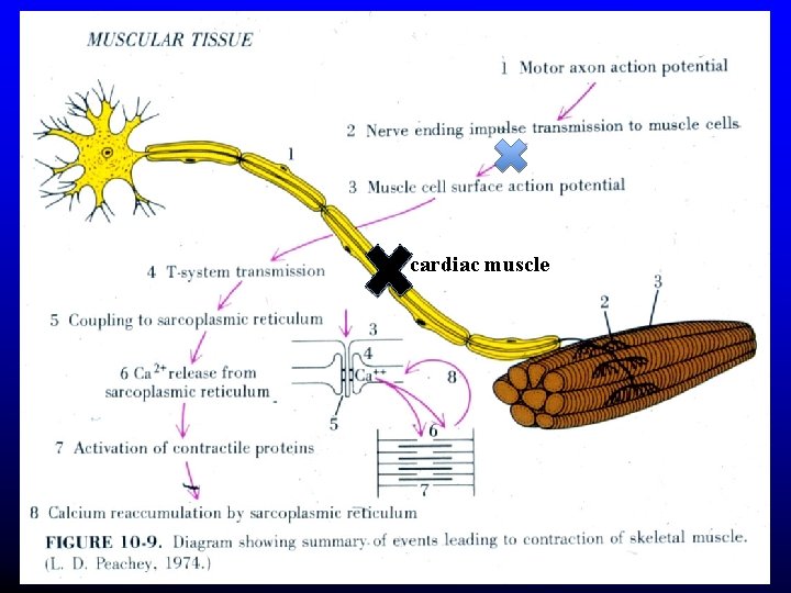 cardiac muscle cardiac muscle