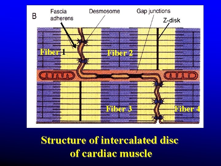 Z-disk Fiber 1 Fiber 2 Fiber 3 Fiber 4 Structure of intercalated disc of Z-disk Fiber 1 Fiber 2 Fiber 3 Fiber 4 Structure of intercalated disc of