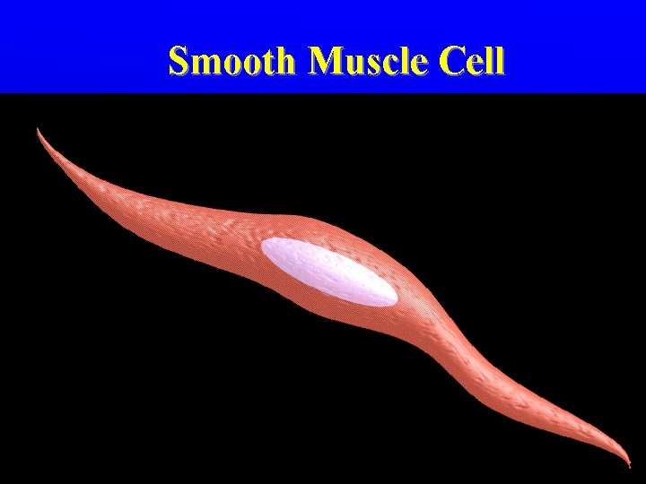 Smooth Muscle Cell Smooth Muscle Cell