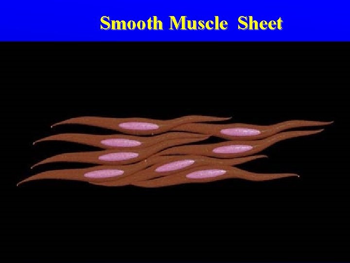 Smooth Muscle Sheet Smooth Muscle Sheet