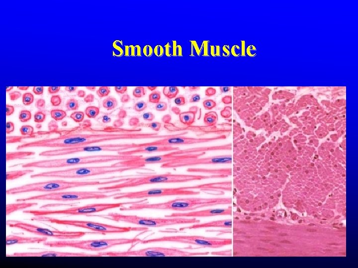 Smooth Muscle Smooth Muscle