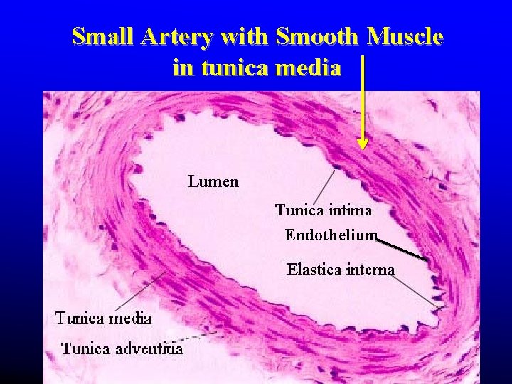 Small Artery with Smooth Muscle in tunica media Endothelium Small Artery with Smooth Muscle in tunica media Endothelium