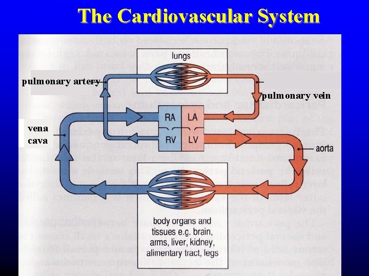 The Cardiovascular System pulmonary artery pulmonary vein vena cava The Cardiovascular System pulmonary artery pulmonary vein vena cava