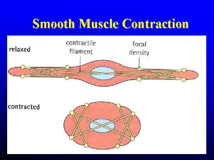 Smooth Muscle Contraction Smooth Muscle Contraction