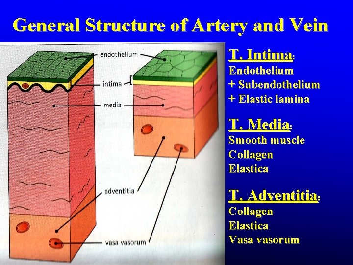 General Structure of Artery and Vein T. Intima: Endothelium + Subendothelium + Elastic lamina General Structure of Artery and Vein T. Intima: Endothelium + Subendothelium + Elastic lamina