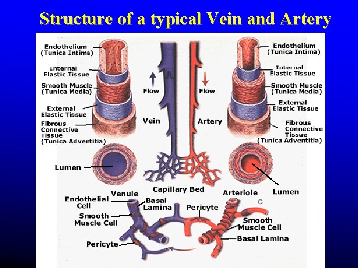 Structure of a typical Vein and Artery Structure of a typical Vein and Artery