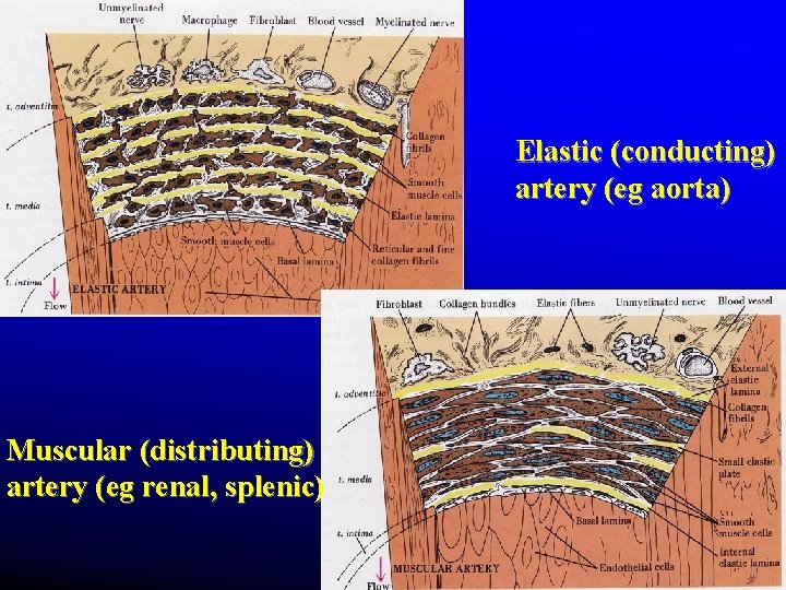Elastic (conducting) artery (eg aorta) Muscular (distributing) artery (eg renal, splenic) Elastic (conducting) artery (eg aorta) Muscular (distributing) artery (eg renal, splenic)
