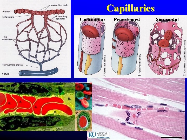 Capillaries Continuous Fenestrated Sinusoidal Capillaries Continuous Fenestrated Sinusoidal