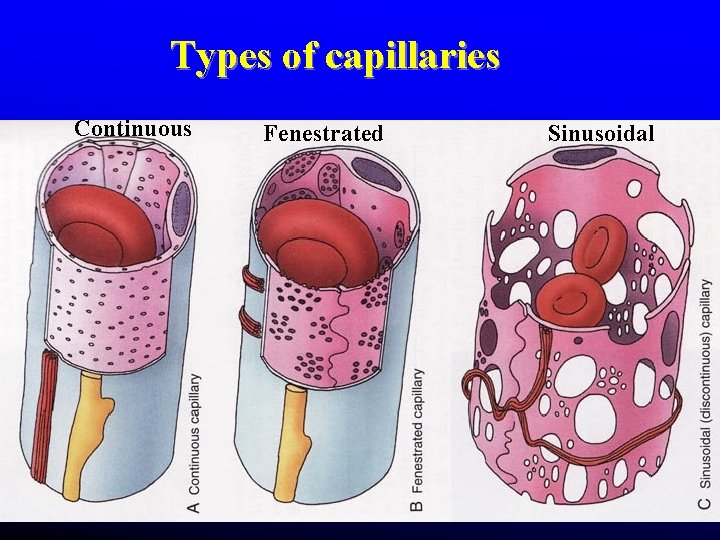 Types of capillaries Continuous Fenestrated Sinusoidal Types of capillaries Continuous Fenestrated Sinusoidal