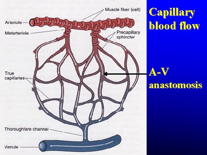 Capillary blood flow A-V anastomosis Capillary blood flow A-V anastomosis
