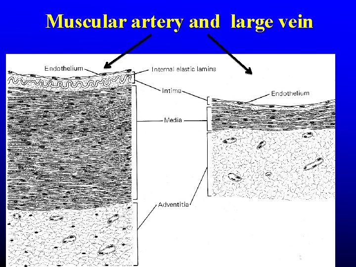 Muscular artery and large vein Muscular artery and large vein