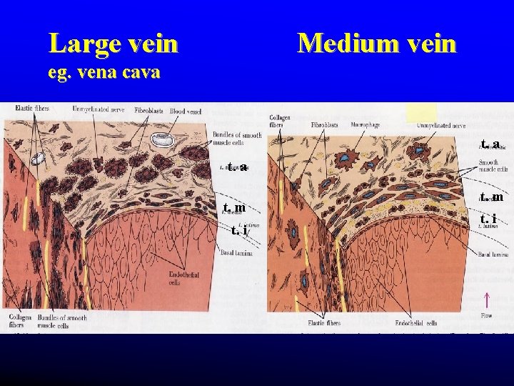 Large vein Medium vein eg. vena cava t. m t. i Large vein Medium vein eg. vena cava t. m t. i