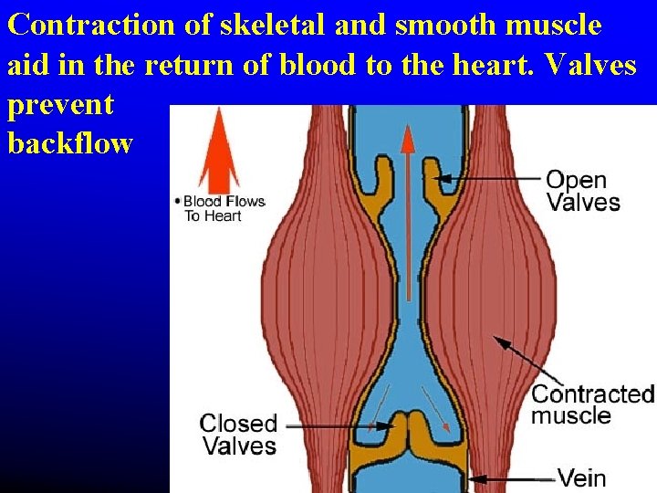 Contraction of skeletal and smooth muscle aid in the return of blood to the Contraction of skeletal and smooth muscle aid in the return of blood to the