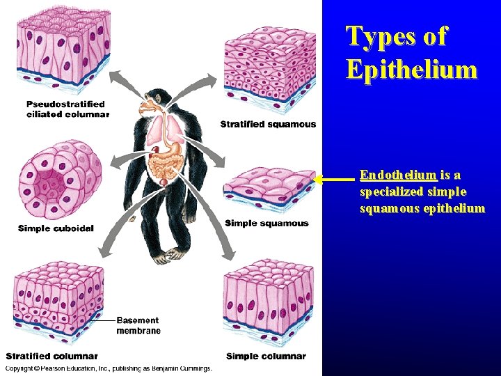 Types of Epithelium Endothelium is a specialized simple squamous epithelium Types of Epithelium Endothelium is a specialized simple squamous epithelium