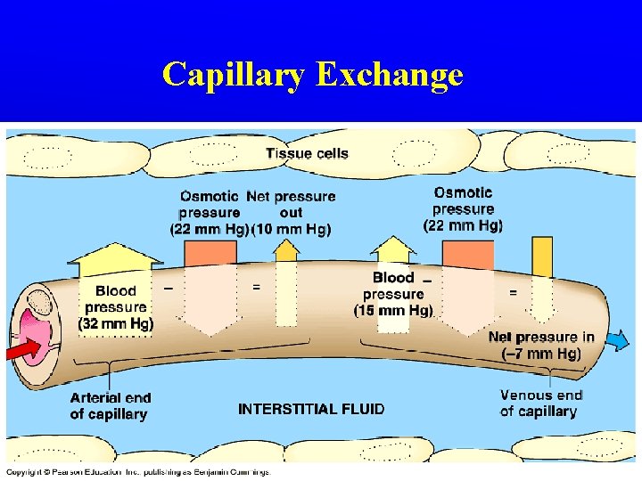 Capillary Exchange Capillary Exchange