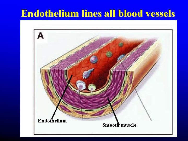 Endothelium lines all blood vessels Endothelium Smooth muscle Endothelium lines all blood vessels Endothelium Smooth muscle